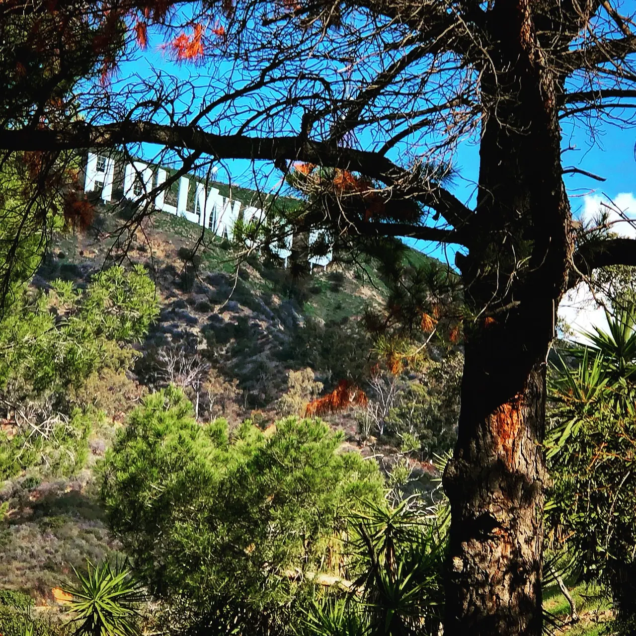 The Hollywood sign glimpsed through branches at Lake Hollywood Park.