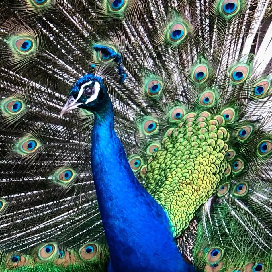 A peacock displaying its blue neck and patterned tail feathers.