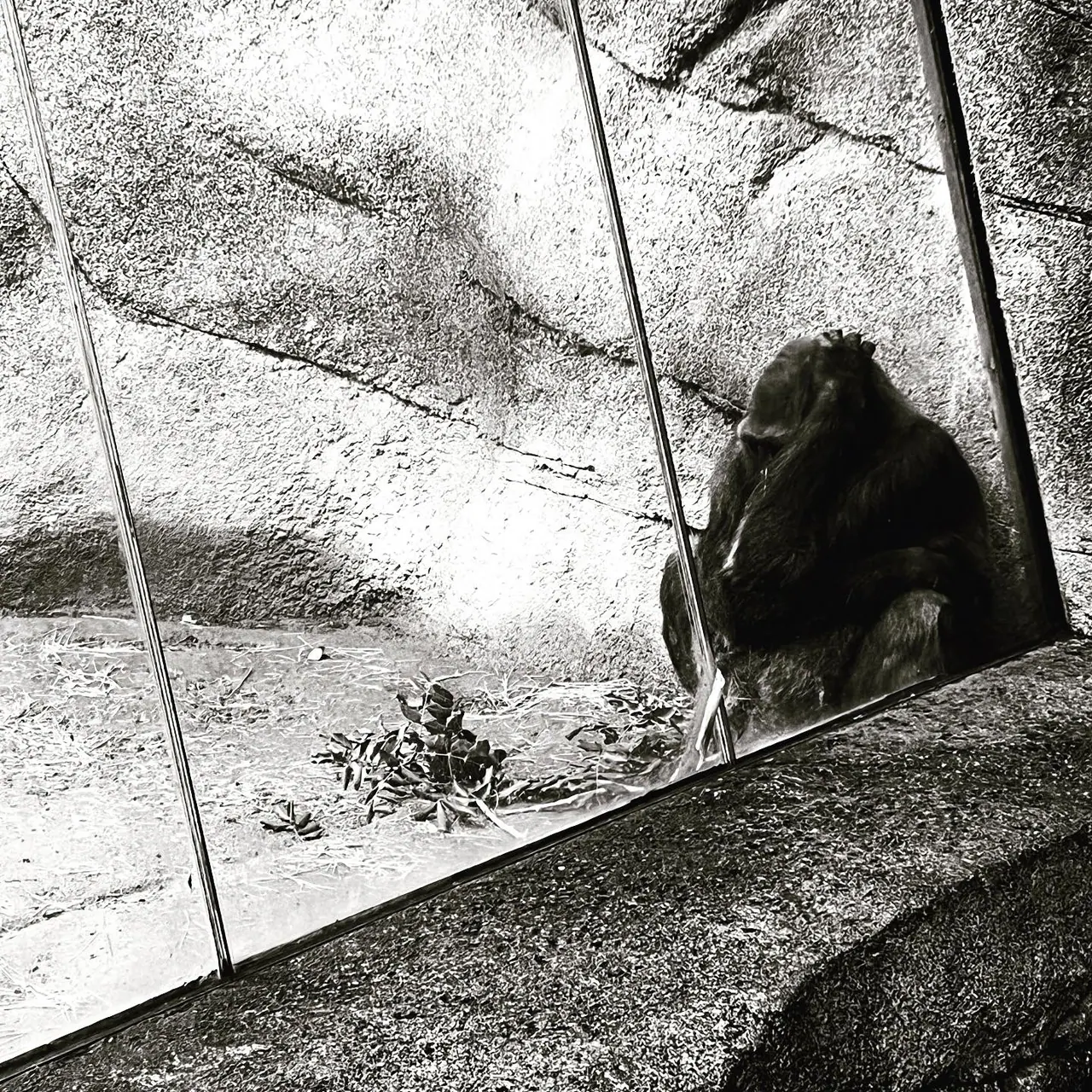 A gorilla seated behind glass in a rocky enclosure at the Los Angeles Zoo.