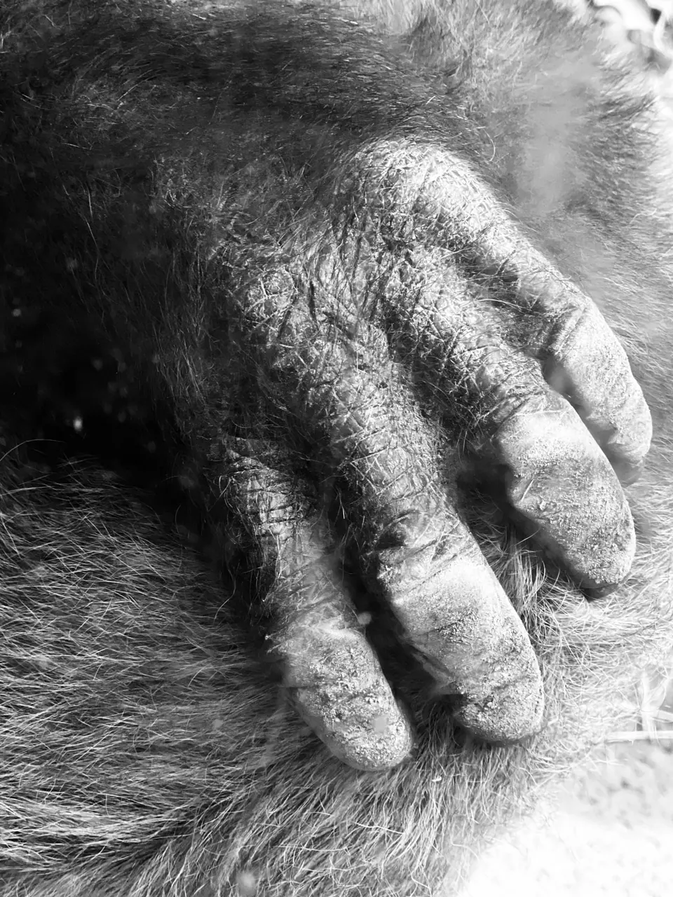 A close study of a gorilla's hand resting against its fur.