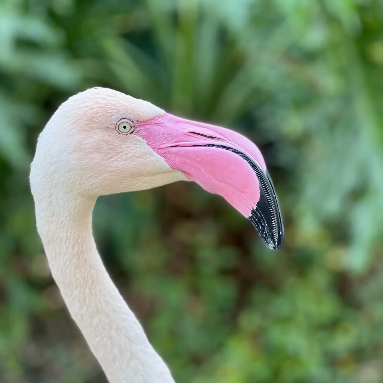 A flamingo's pink bill and pale feathers against green foliage.