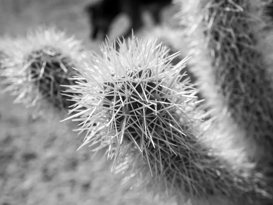 A close view of cactus spines with softly blurred plants behind.