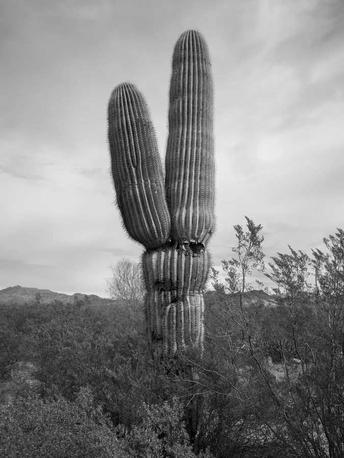 A tall saguaro cactus beneath a lightly clouded sky.