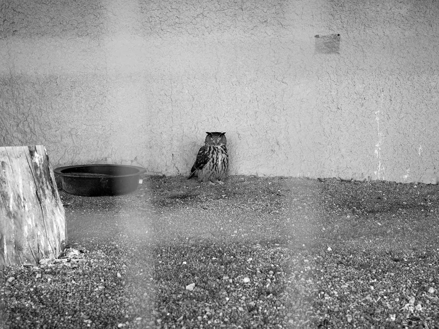 An owl resting beside a water bowl against an enclosure wall.