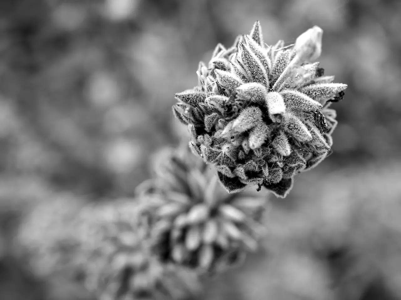 A textured desert seed head isolated against a soft background.