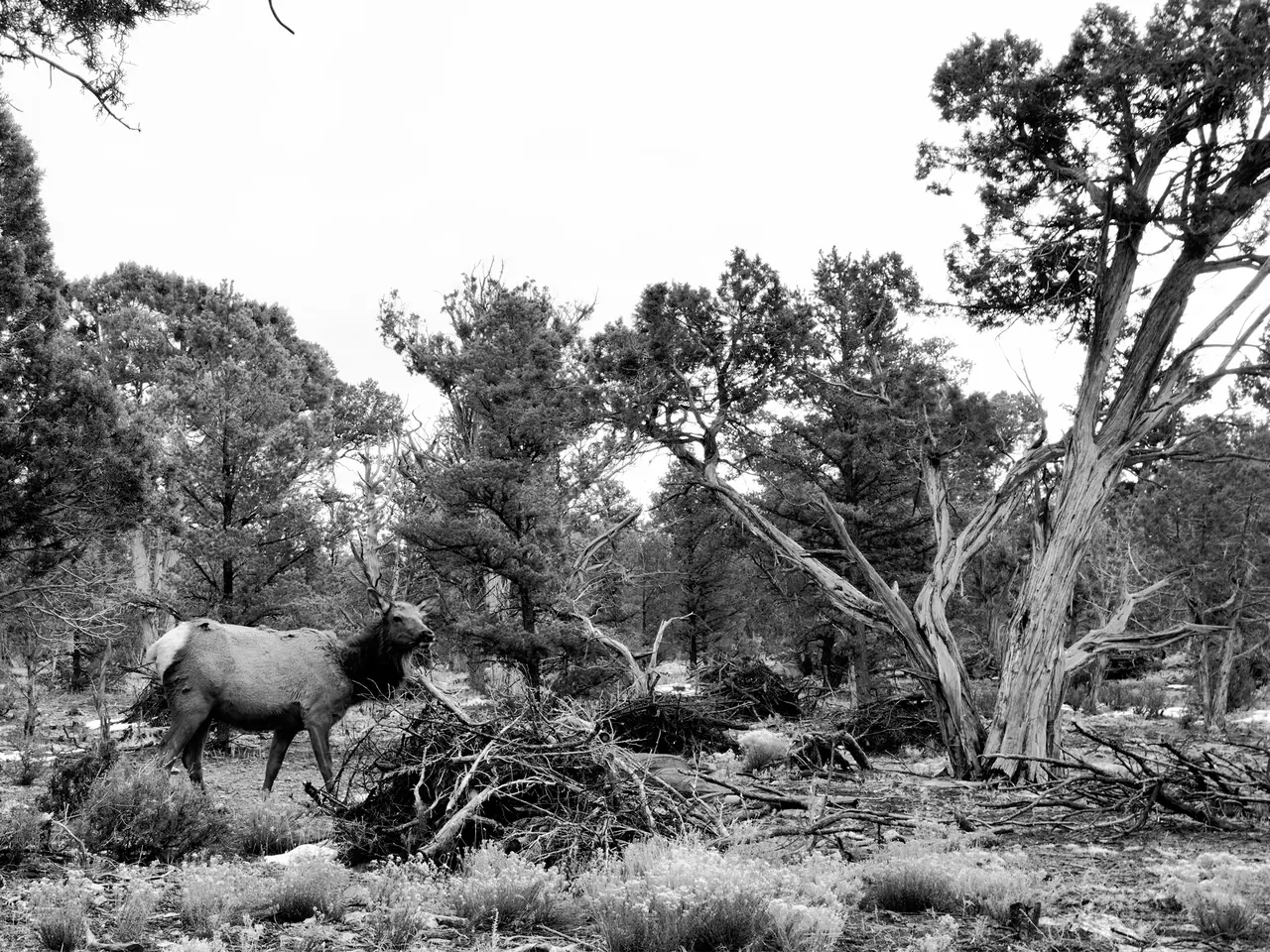 An elk moving through woodland and fallen branches.