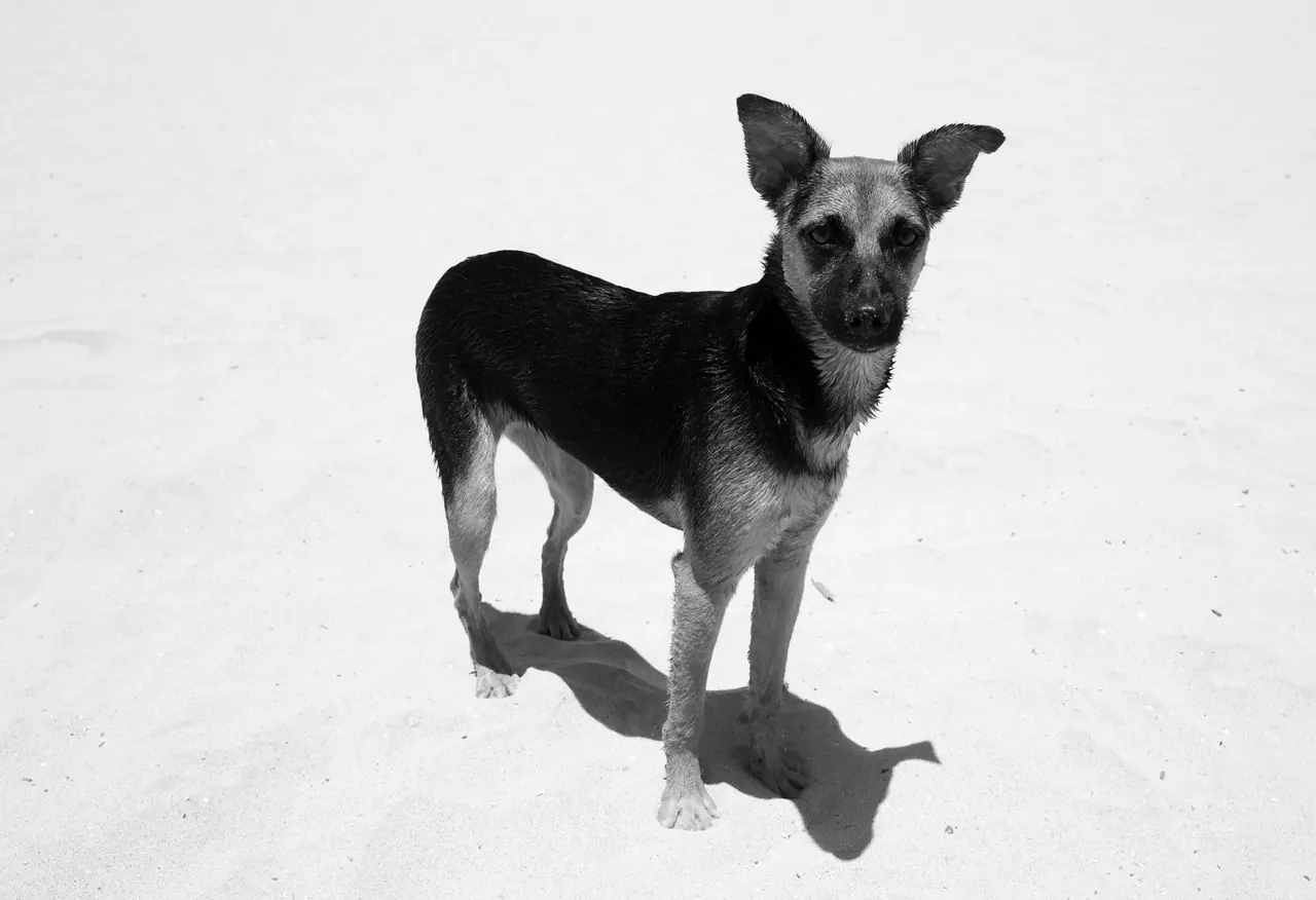 A small dog standing in bright sunlight on pale ground.