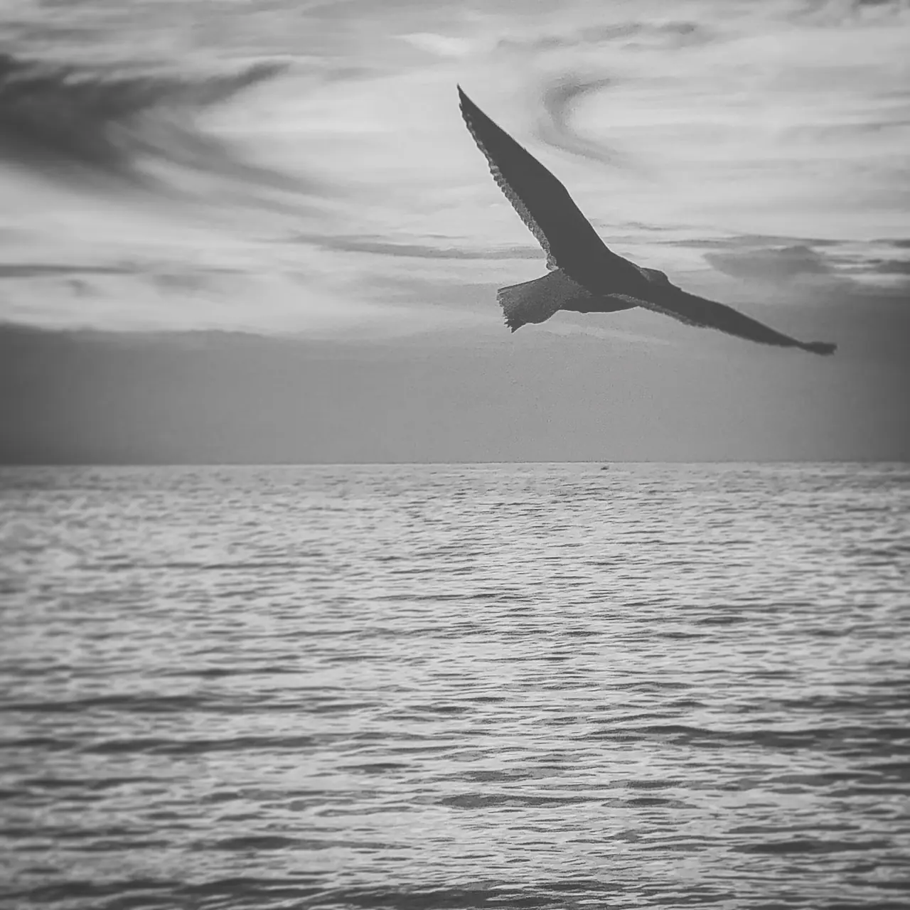 A gull gliding above the ocean at Huntington Beach.