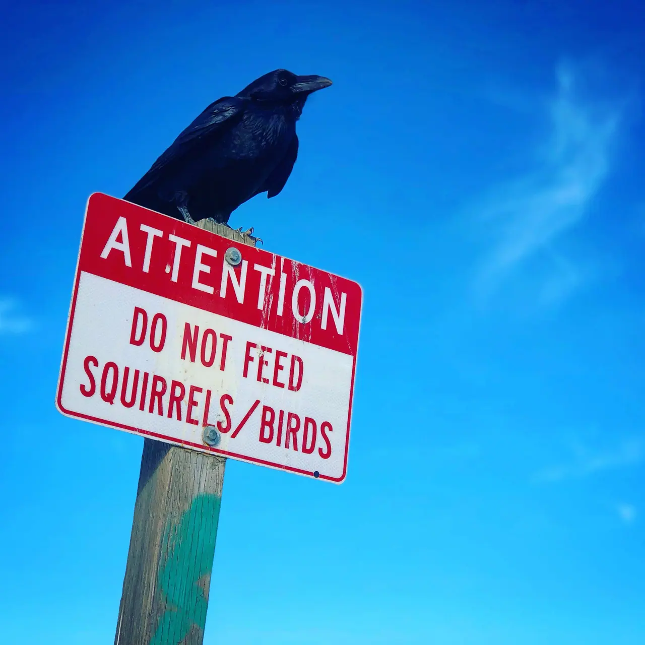 A dark bird perched on a sign asking visitors not to feed wildlife.