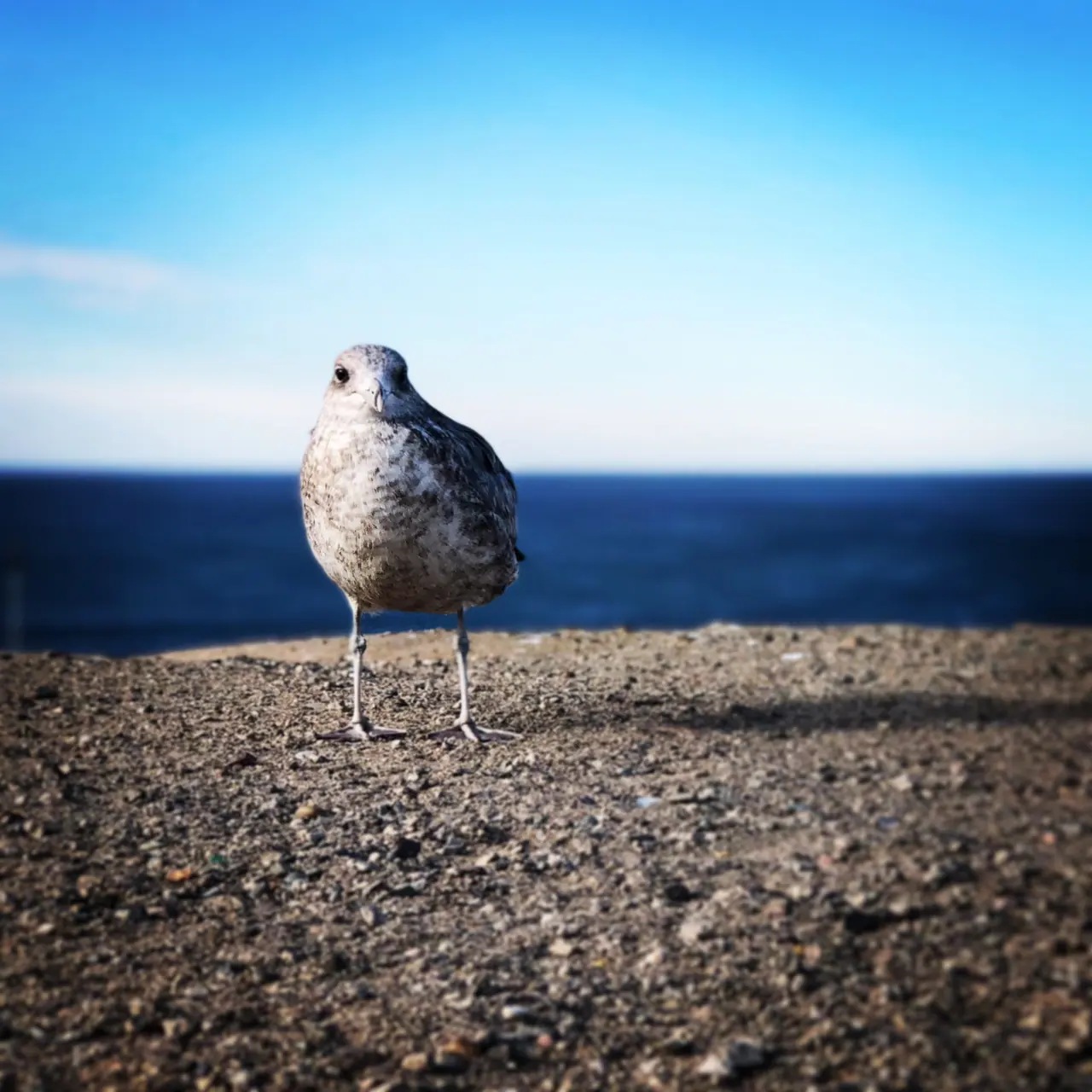 A young gull standing on a sunlit ledge above the ocean.