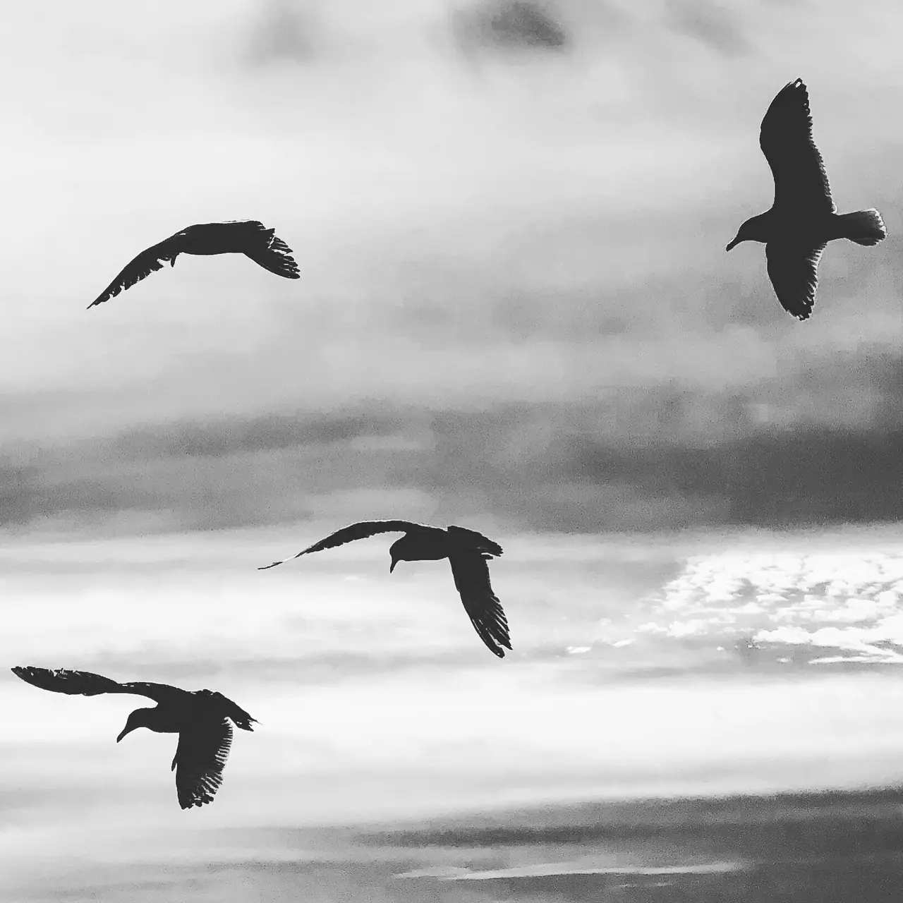 Four gulls silhouetted against a layered coastal sky.