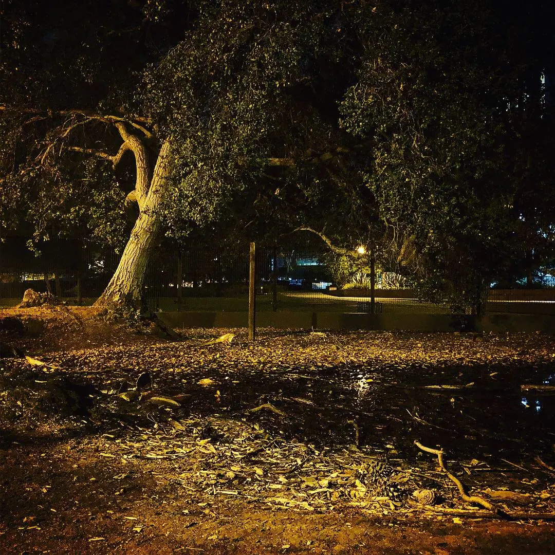 Warm pools of light beneath trees at the La Brea Tar Pits after dark.