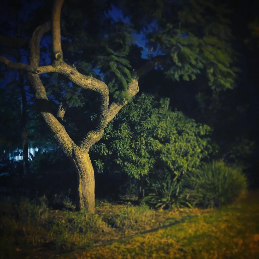 A twisting tree illuminated in warm light against the night.