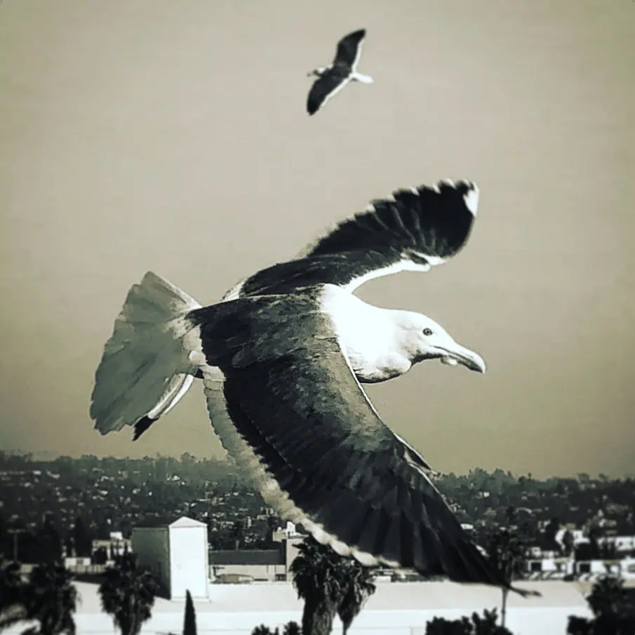 A gull banking above rooftops as another bird passes overhead.