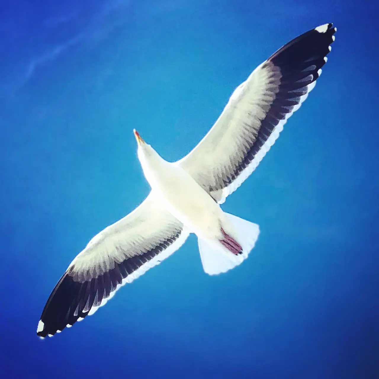 A gull with outstretched wings against a vivid blue sky.