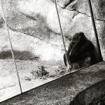 sad gorilla - L.A. Zoo