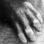 sad gorilla - L.A. Zoo