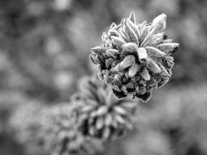 desert weed
