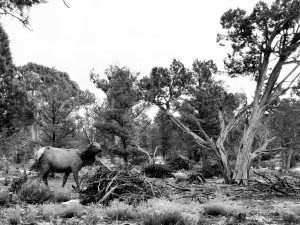 Massive Rocky Mountain Elk